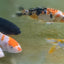 Koi Carp 3PCS Combo Deal (Mix Color)