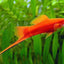Red Sword Tail 3PCS Combo Deal