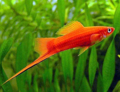 Red Sword Tail 3PCS Combo Deal