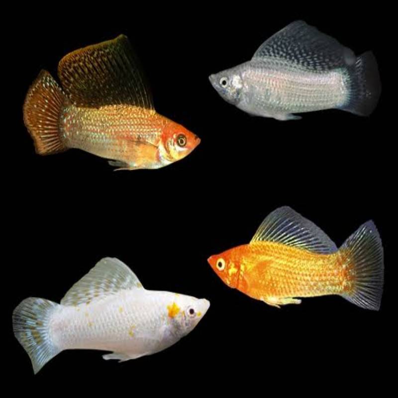 مولي فيش ميكس 4 سم