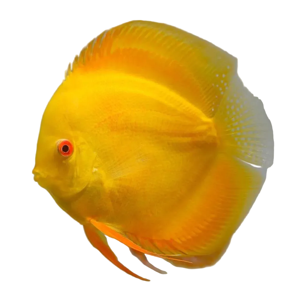 Yellow Rufflesia Discus Fish Yellow Discus Fish – Aquatic Vision Aquarium