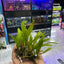 Java fern plants in pack