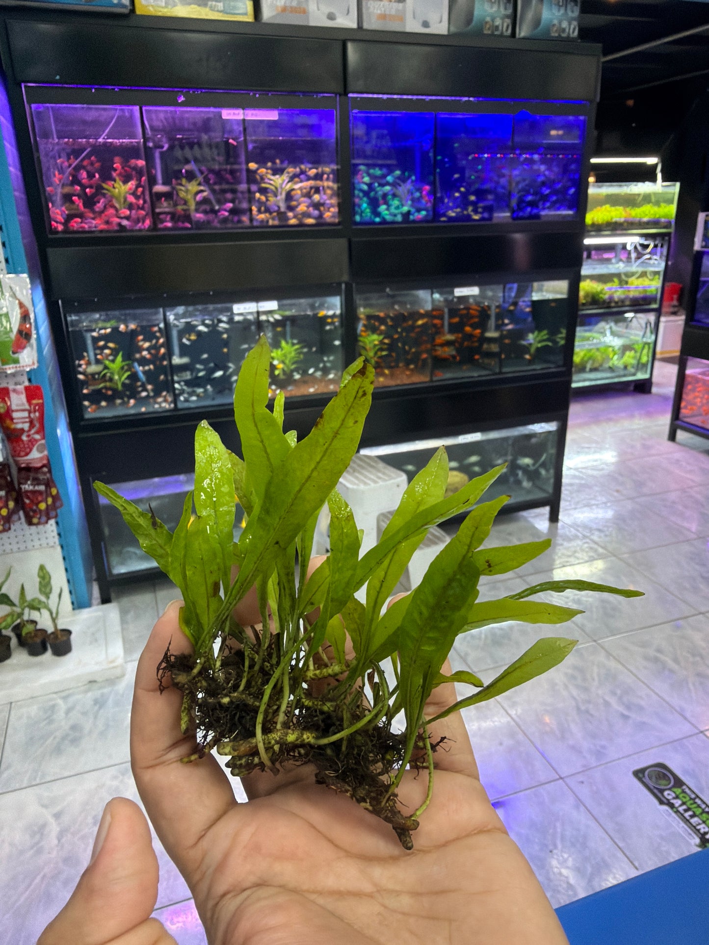 Java fern plants in pack