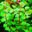ROTALA BLOOD RED POT PLANT