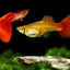 ALBINO GALAXY RED TAIL SPECIAL GUPPY PAIR