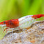 RILI SHRIMPS 1.5cm