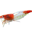 Rili Shrimp 1.5cm (Neocaridina)