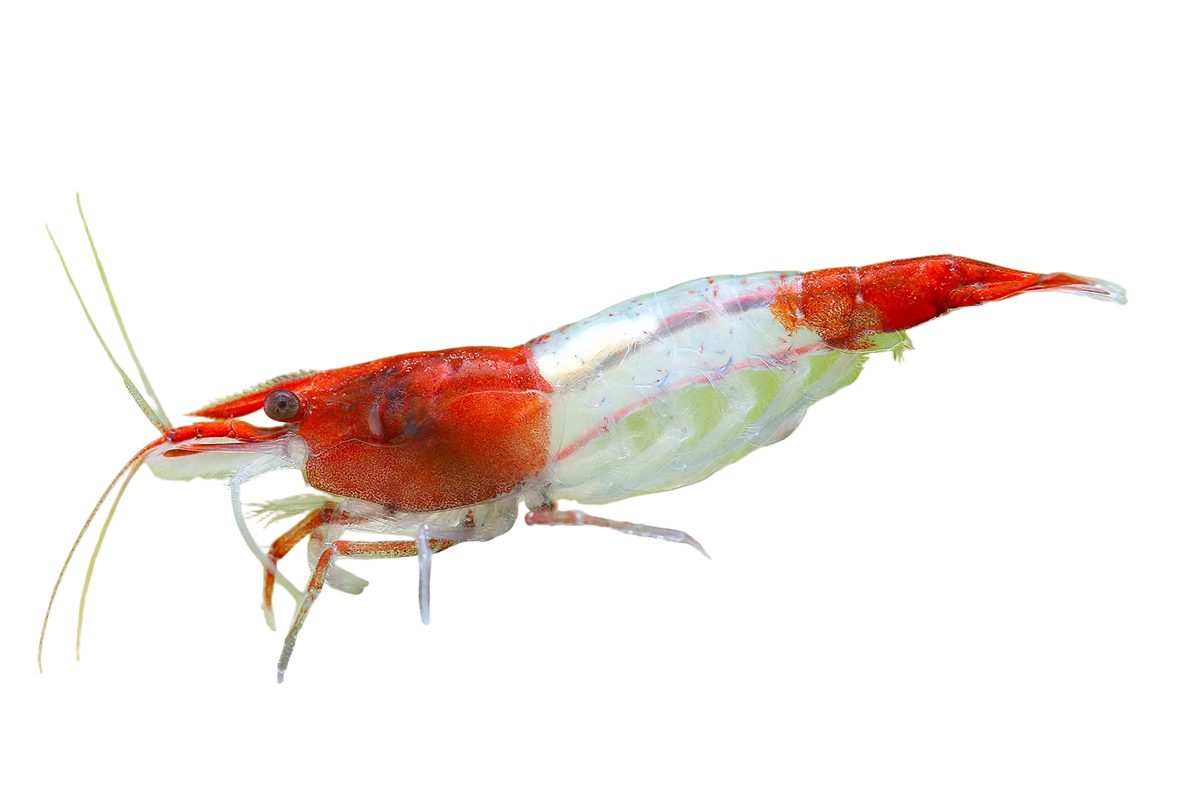 Rili Shrimp 1.5cm (Neocaridina)
