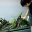 Aquascaping Services