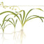 SAGITTARIA SUBULATA Pot Plant