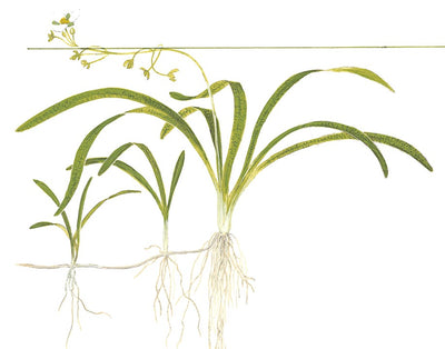 SAGITTARIA SUBULATA Pot Plant