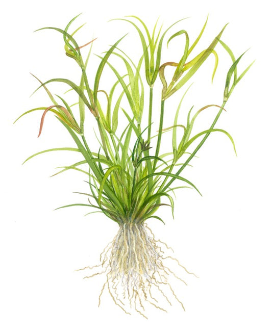 TROPICA JUNCUS REPENS