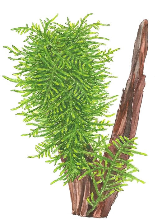 TROPICA TAXIPHYLLUM SPIKY MOSS
