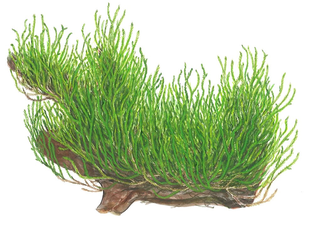 TROPICA TAXIPHYLLUM FLAME