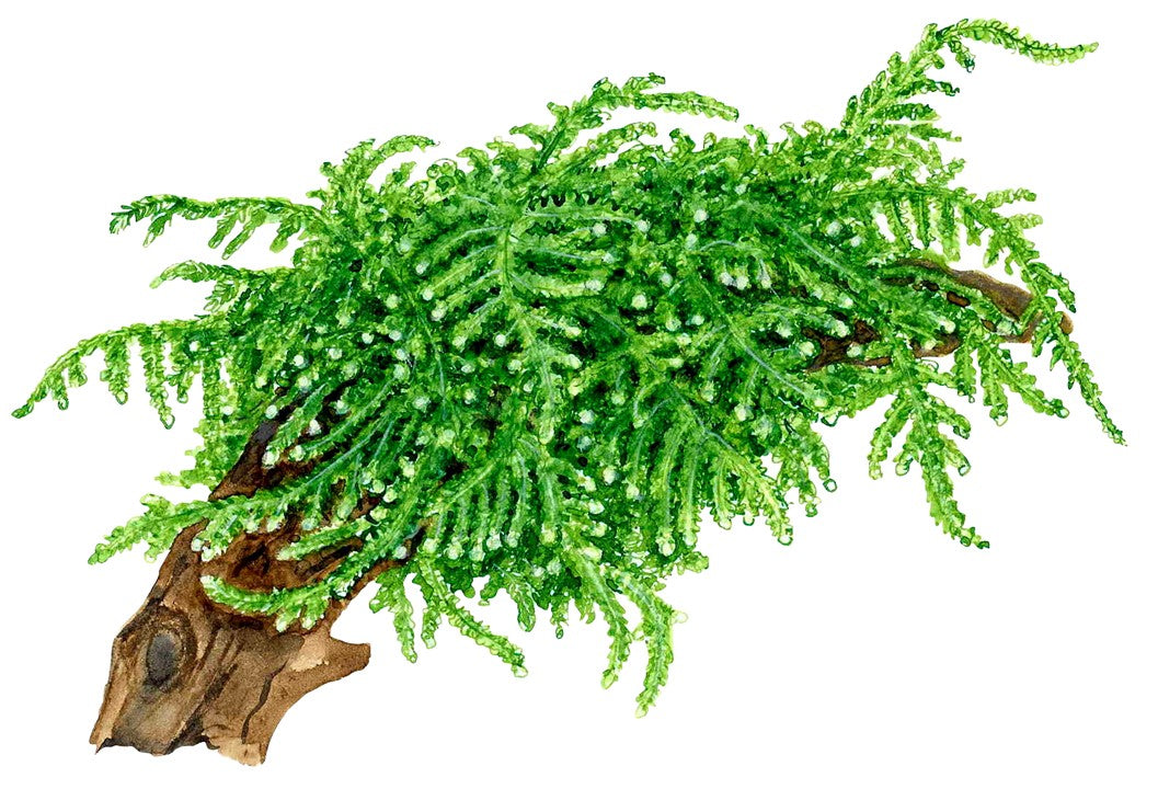 TROPICA VESICULARIA FERRIEI 'WEEPING MOSS'