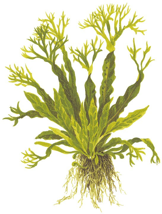 TROPICA MICROSORUM PTEROPUS WINDELOV