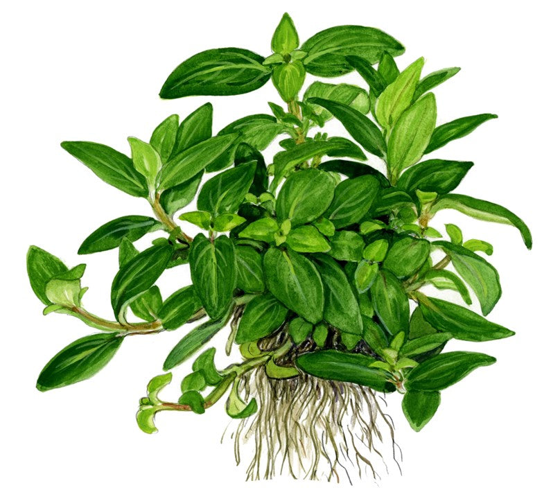 TROPICA STAUROGYNE REPENS