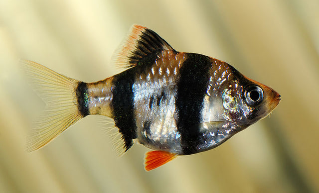 TIGER BARB FISH 3.5cm
