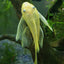 Albino Red Eye Bristlenose Pleco