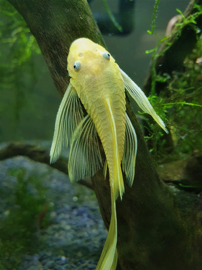Albino Red Eye Bristlenose Pleco