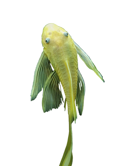 Bristlenose Pleco