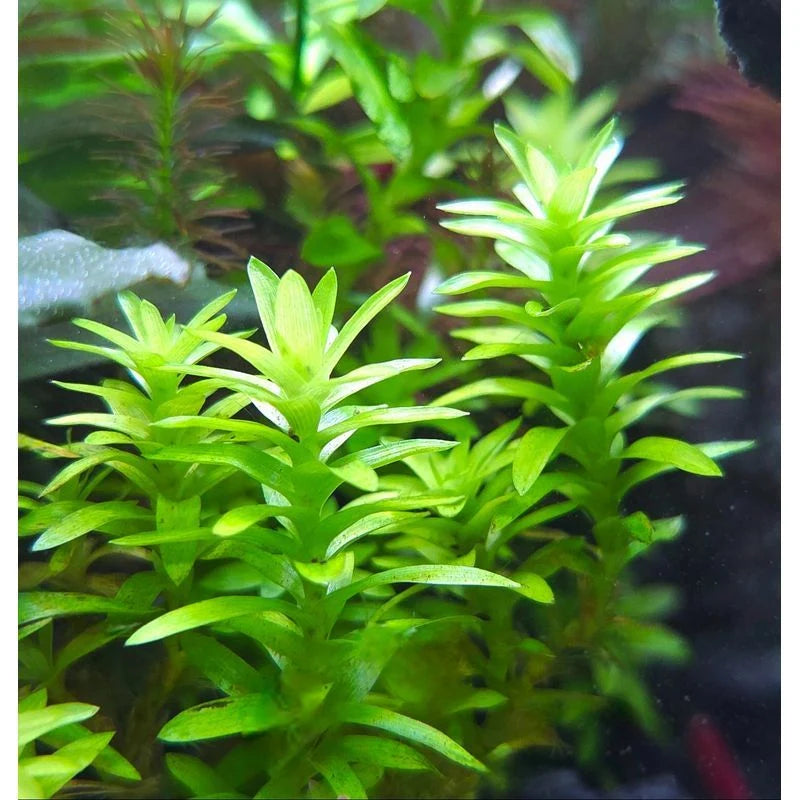Tonina Fluitans Pot Plant