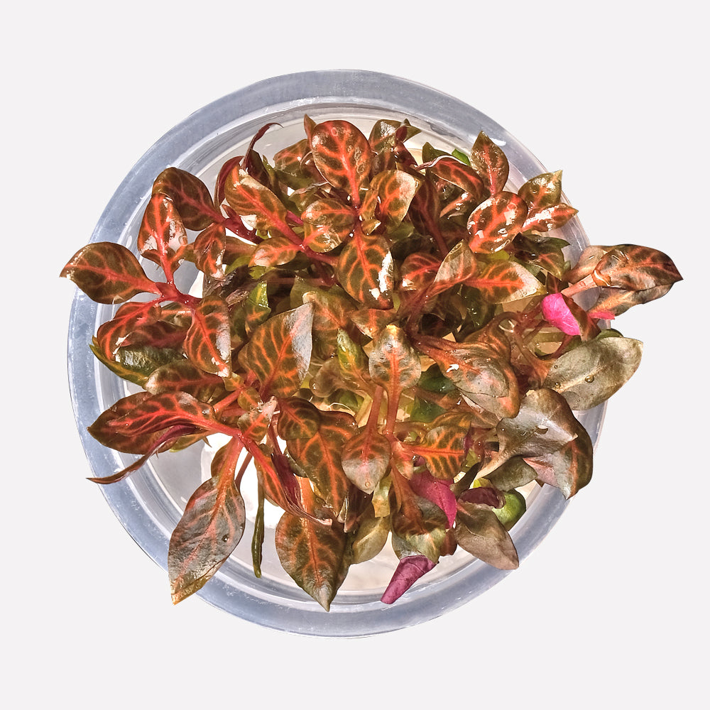 Growow Alternanthera reineckii 'Rosanervig'