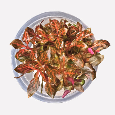 Growow Alternanthera reineckii 'Rosanervig'