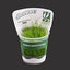 Growow Eleocharis Vivipara