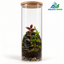 Mossy Cliff – Tropical Forest Glass Cylinder Terrarium