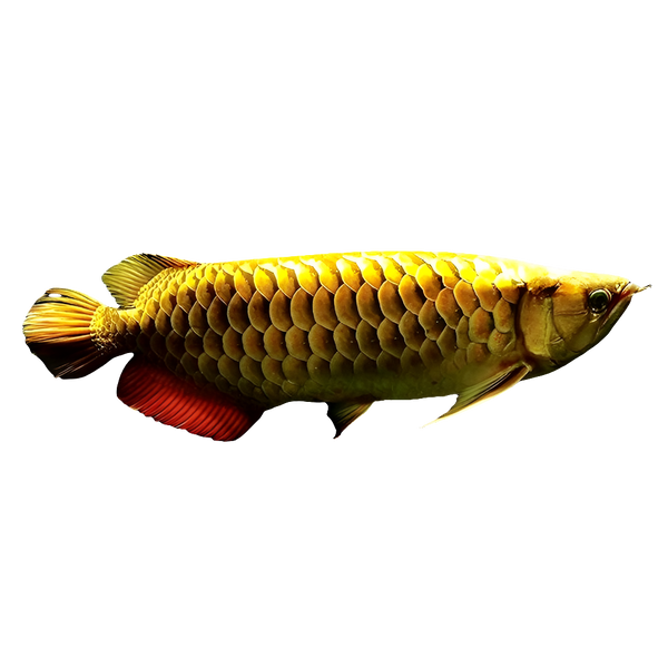 24K Gold Arowana Fish