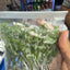 Windelov Ferns in packets