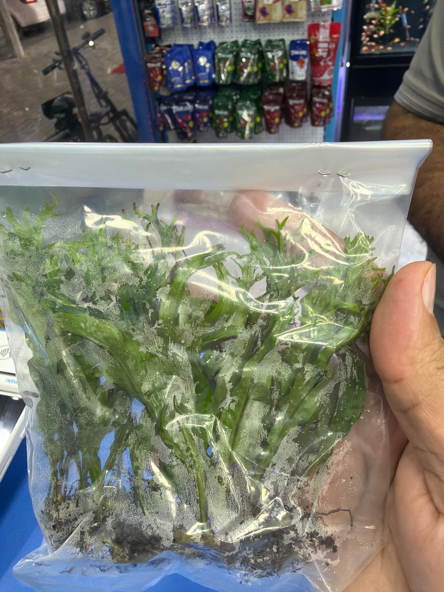 Windelov Ferns in packets