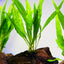 Java Fern on Wood