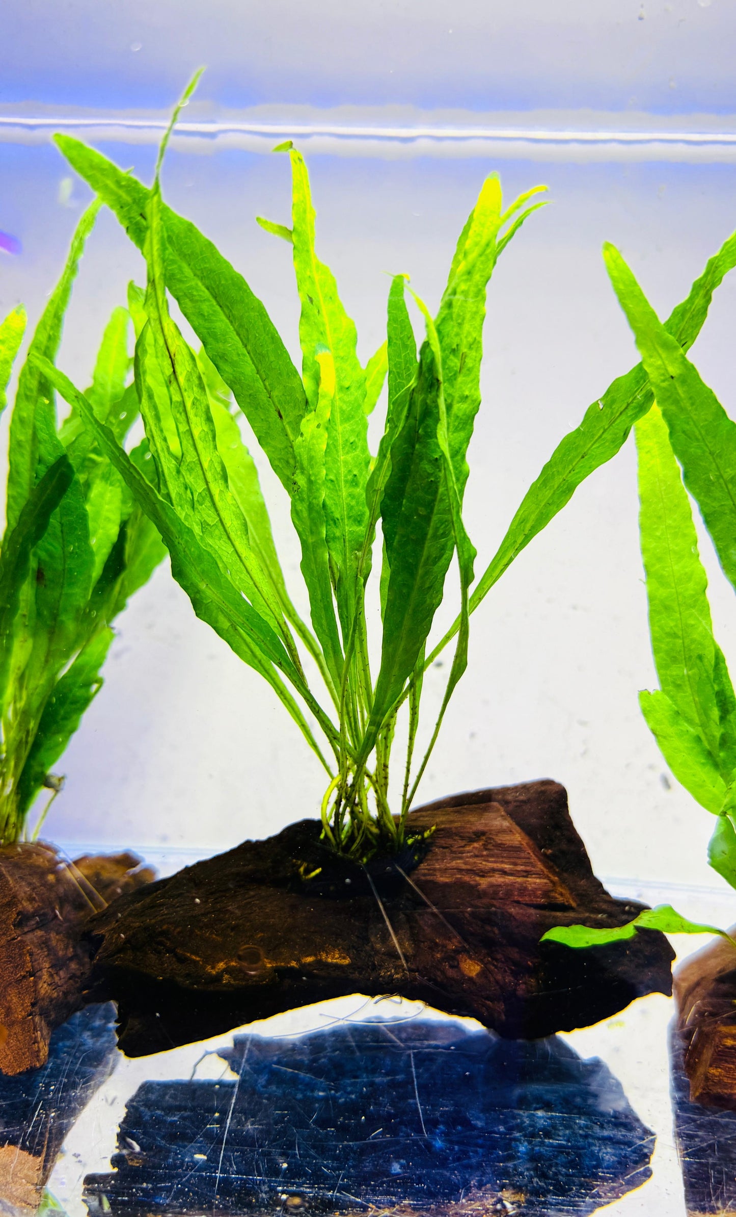 Java Fern on Wood
