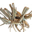 Natural Root Driftwood 47x38x34cm