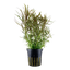 Pogostemon Stellatus Pot Plant