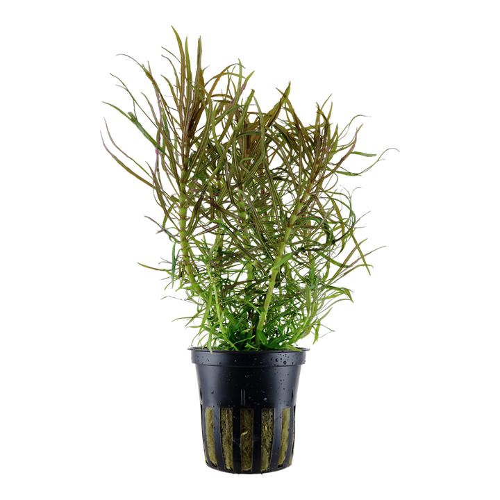 Pogostemon Stellatus Pot Plant