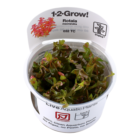 TROPICA ROTALA MACRANDRA