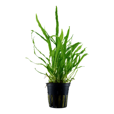 Microsorum Narrow Pot Plant
