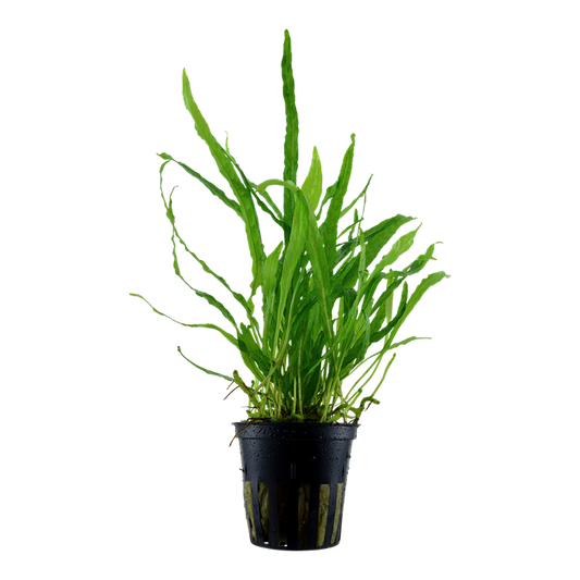 TROPICA MICROSORUM NARROW