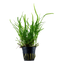 Microsorum Trident Pot Plant