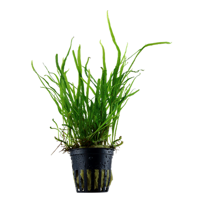 Microsorum Trident Pot Plant