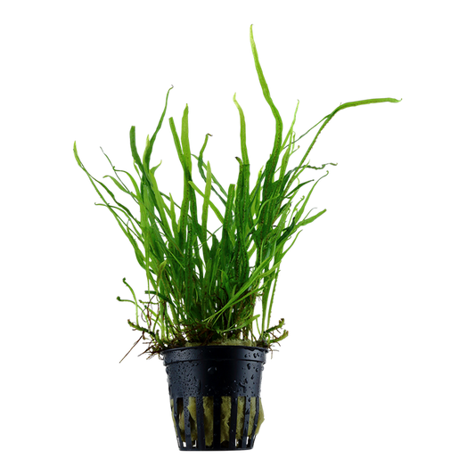 TROPICA MICROSORUM PTEROPUSTRIDENT