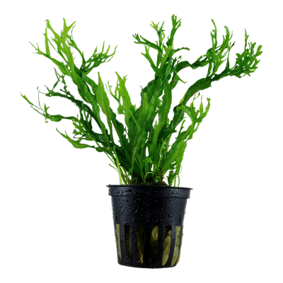 Microsorum Windelov Pot Plant