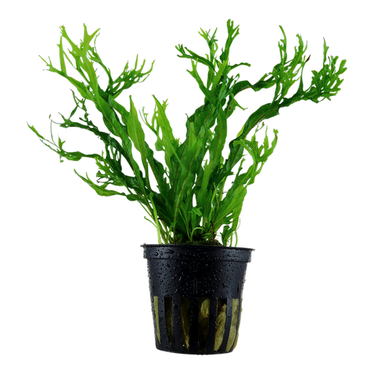 TROPICA MICROSORUM PTEROPUS WINDELOV