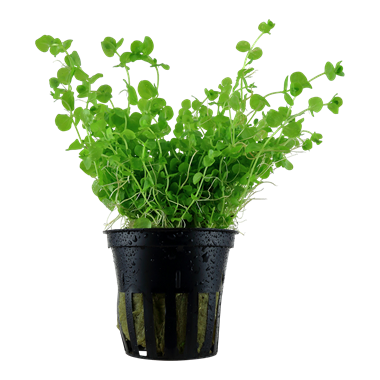 Micranthemum umbrosum (Pearl Weed) Pot Plant