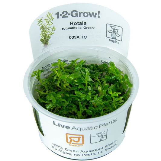 TROPICA ROTALA ROTUNDIFOLIA GREEN