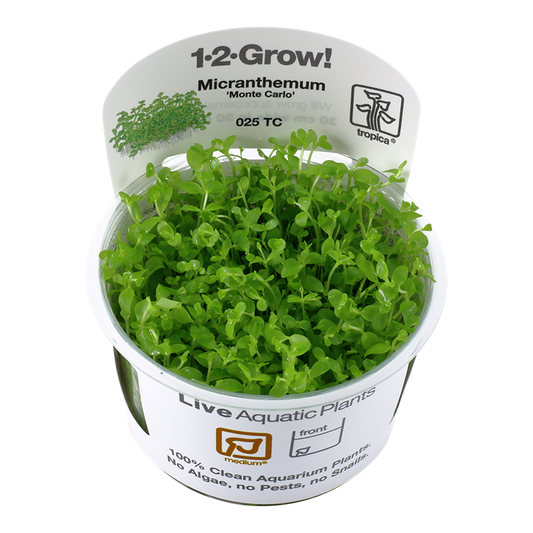 TROPICA MICRANTHEMUM MONTE CARLO