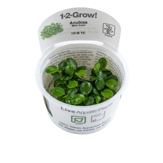 TROPICA ANUBIAS BSRTERI 'MINI COIN'